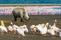 4 Days Masai Mara and Lake Nakuru Shared Camping Safari 