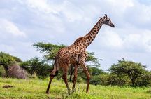 4 Days Masai Mara and Lake Nakuru Shared Camping Safari 