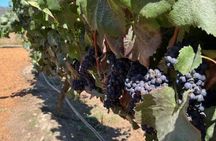 Wine Tasting Day Tour to Vineyard Casas del Bosque in Casablanca