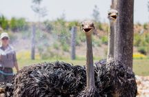 Featherdale Wildlife Park with Exclusive Private Transfers