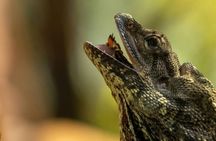 Featherdale Wildlife Park with Exclusive Private Transfers