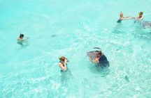 Stingray City, Coral Gardens & Frankie's Local Lunch & Juice
