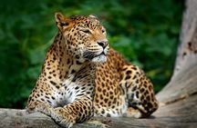 Yala National Park Safari From Hambantota Port