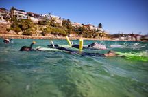 Private Sydney Snorkeling Experience: Explore Cabbage Tree Bay