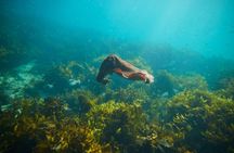 Private Sydney Snorkeling Experience: Explore Cabbage Tree Bay