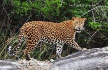 From Ella: Private Yala Safari & Transfer/Tangalle/Mirissa/Galla