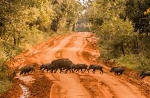 From Ella: Private Yala Safari & Transfer/Tangalle/Mirissa/Galla