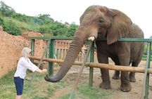 Elephant Sanctuary Tour From Johannesburg