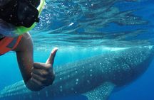 Swim with the Whale Shark on Holbox Island