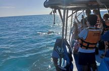 Swim with the Whale Shark on Holbox Island