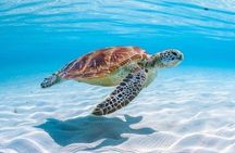 Private Custom Snorkeling and Cruising Experience in Aruba