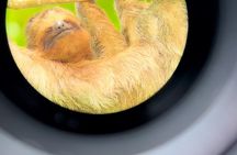  Sloth Discovery Tour in La Fortuna Wildlife