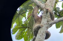  Sloth Discovery Tour in La Fortuna Wildlife