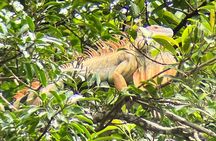  Sloth Discovery Tour in La Fortuna Wildlife