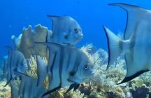 Roatan Snorkeling Adventure monkey Sloth west Bay Beach.