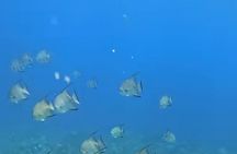 Roatan Snorkeling Adventure monkey Sloth west Bay Beach.