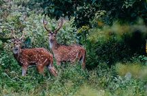 Udawalawe National Park | Half day - Safari tour