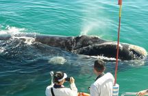 Boat Based Whale Watching from Hermanus