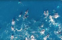 Boat Based Whale Watching from Hermanus