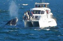 Boat Based Whale Watching from Hermanus