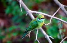 Udawalawe National Park | Half day - Safari tour