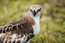 Udawalawe National Park | Half day - Safari tour