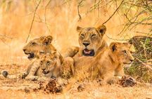 Full Day Shared Akagera Safari Tour with Lunch and Coffee