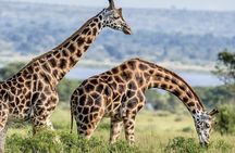 Full Day Shared Akagera Safari Tour with Lunch and Coffee