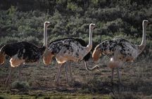 3 Day Garden Route Private Tour