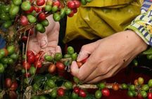 Coffee Tour from Coffee Growers to Your Cup