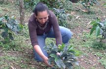 Coffee Tour from Coffee Growers to Your Cup