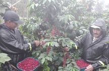 Coffee Tour from Coffee Growers to Your Cup