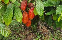 2 Hour Coffee & Chocolate Tour in Playas del Coco