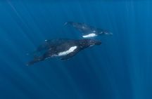 Half Day Private Whale Watching in Moorea