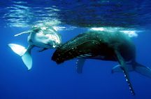 Half Day Private Whale Watching in Moorea