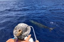 Whale Watching and Private Ocean Safari Experience in Mauritius