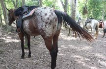 Horseback Riding and Waterfall Tour from San Ignacio