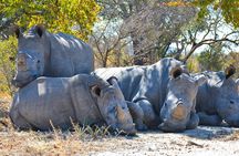 Private Day Tour to Ol Pejeta Conservancy from Nairobi