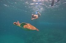 Private Snorkeling with turtles with BBQ food