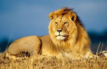 Sunset Safari Big 5 Aquila with Snacks and Wine Tasting