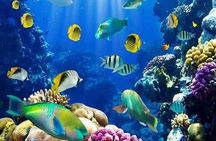 Orange Bay Island Snorkeling with Water Sports in Hurghada