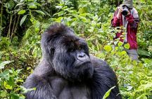 3-Day Private Guided Gorilla Trekking In Uganda 
