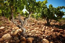 Wine Tasting Tour at Châteauneuf du Pape