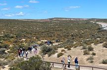 Walk with the Penguins in Punta Tombo for Cruisers in private
