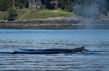 Victoria Whale Watching Tour by Zodiac