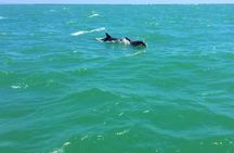 Dolphin Watching boat tour around Anna Maria Island