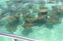 Dolphin Watching boat tour around Anna Maria Island