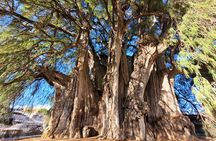 Biking to The Ancient Tule Tree