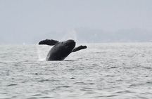 Premier Whale Watching and Wildlife Tour