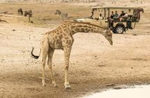 Game drive/White Rhino tracking